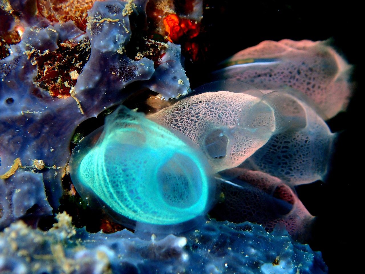 sea squirt, reef, coral, ocean, sea, water, squirt, underwater, marine, nature, environment, scuba, ecosystem, saltwater, dive, bunaken indonesia, manado, lembeh, sealife, sulawesi, bunaken